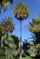 Livistona australis _latanier d-australie_ - palmier gant exotique 15-20m